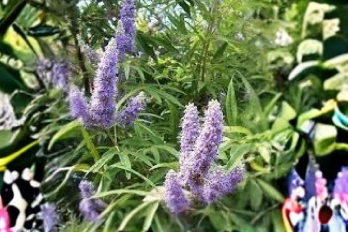 10 Seeds Vitex agnus-castus (Chaste Tree) – Fragrant Flowering Shrub, Pollinator Attracting Ornamental Plant