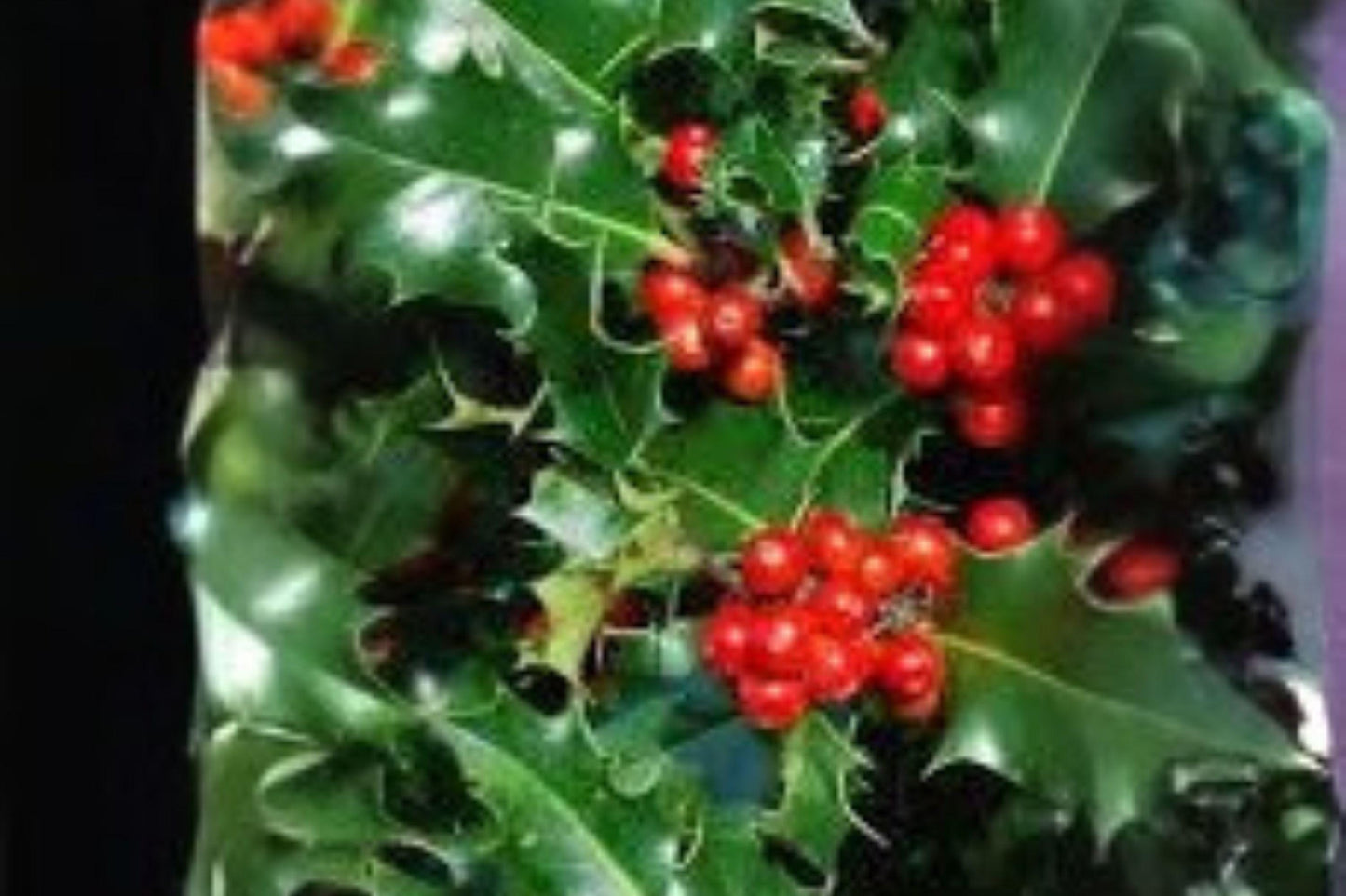 10 Seeds | Ilex aquifolium English Holly | Evergreen Shrub | Red Berry Holly Plant | Ornamental Tree
