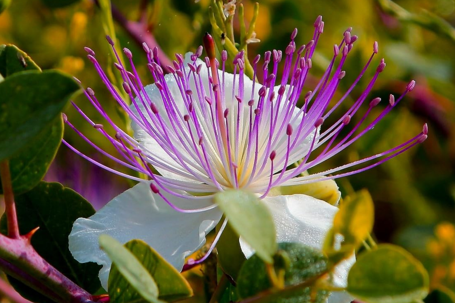 Caper Bush Seeds 20 PCS - Capparis Spinosa - Perennial Flowering Plant for Edible Berries and Condiments