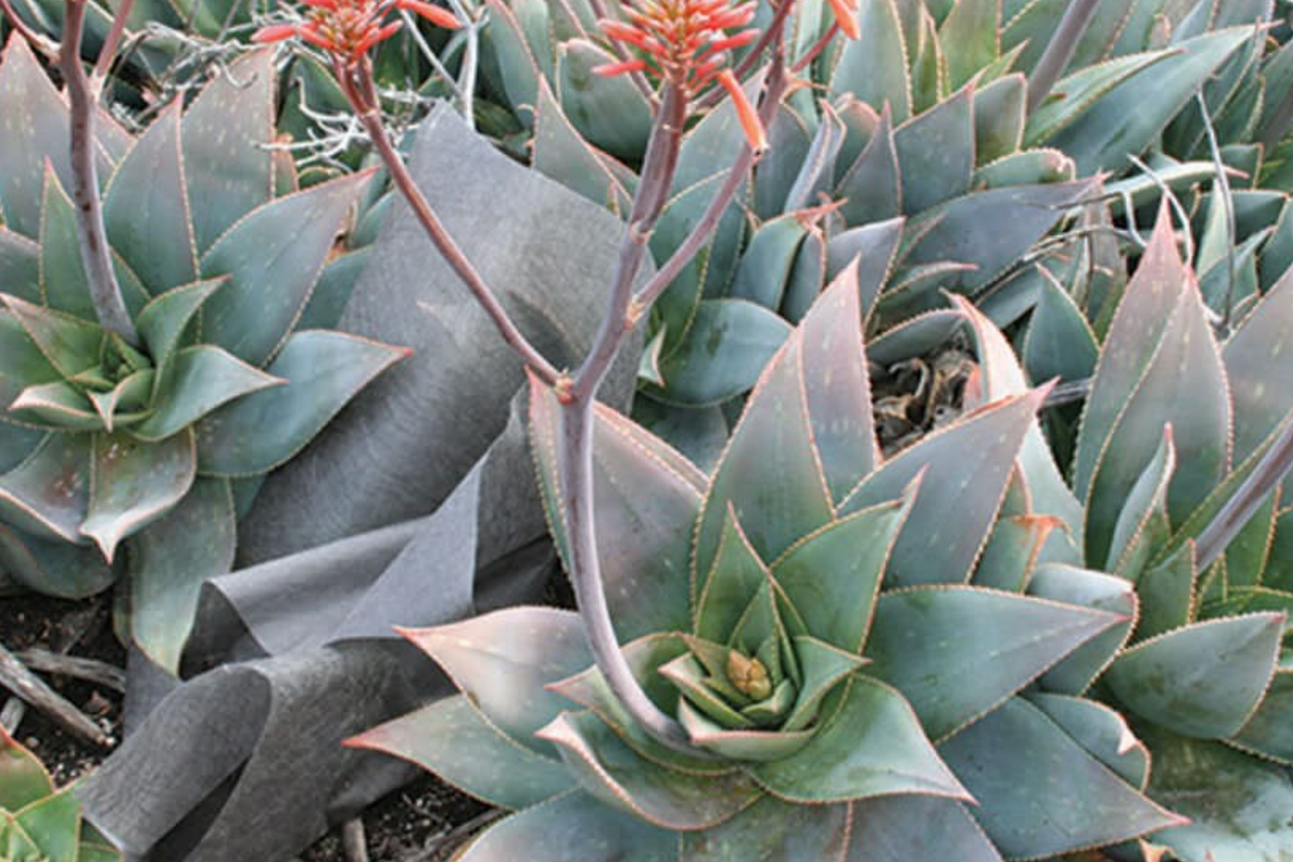 Aloe Striata Seeds - 15 Pack - Unique Succulent Plant Seeds - Home Gardening - Aloe Striata