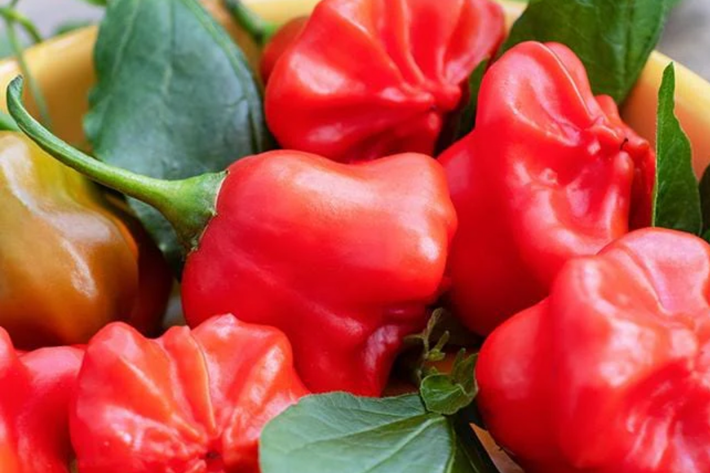 3 Tangy Mad Hatter Pepper Starter Plants - Sweet & Mild Heat - High Yield for Snacking, Cooking, Container Gardens