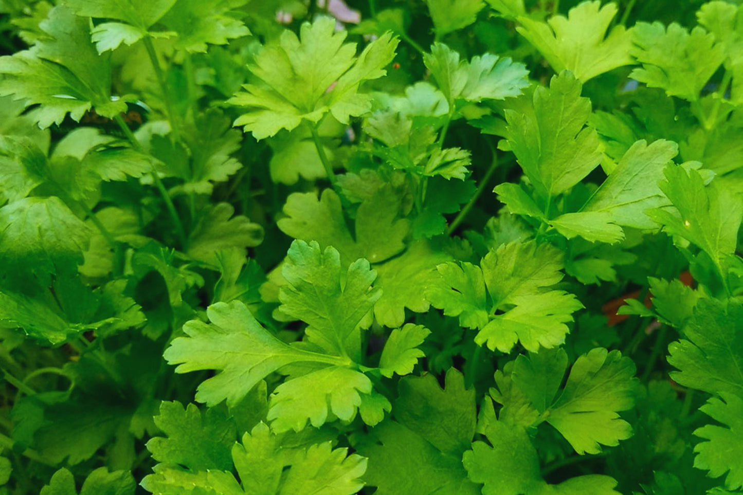 Italian Parsley Seeds | Non-GMO Fresh Garden Seeds | Petroselinum crispum