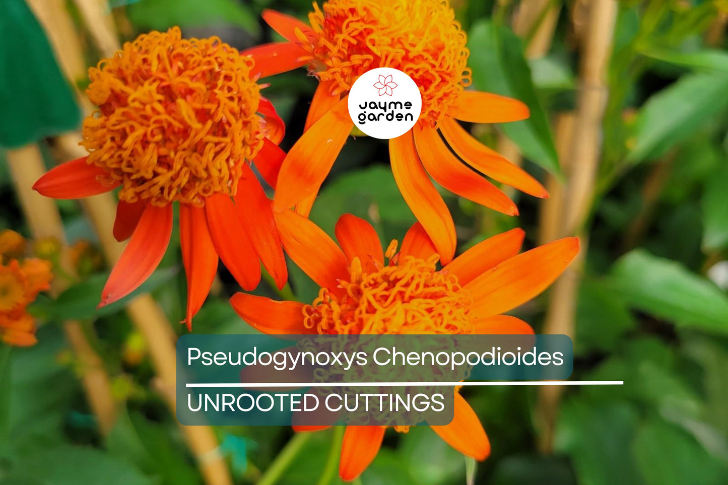 Mexican Flame Vine Cuttings - 10 Live Cuttings, Pseudogynoxys chenopodioides, Orange Flowering Vine