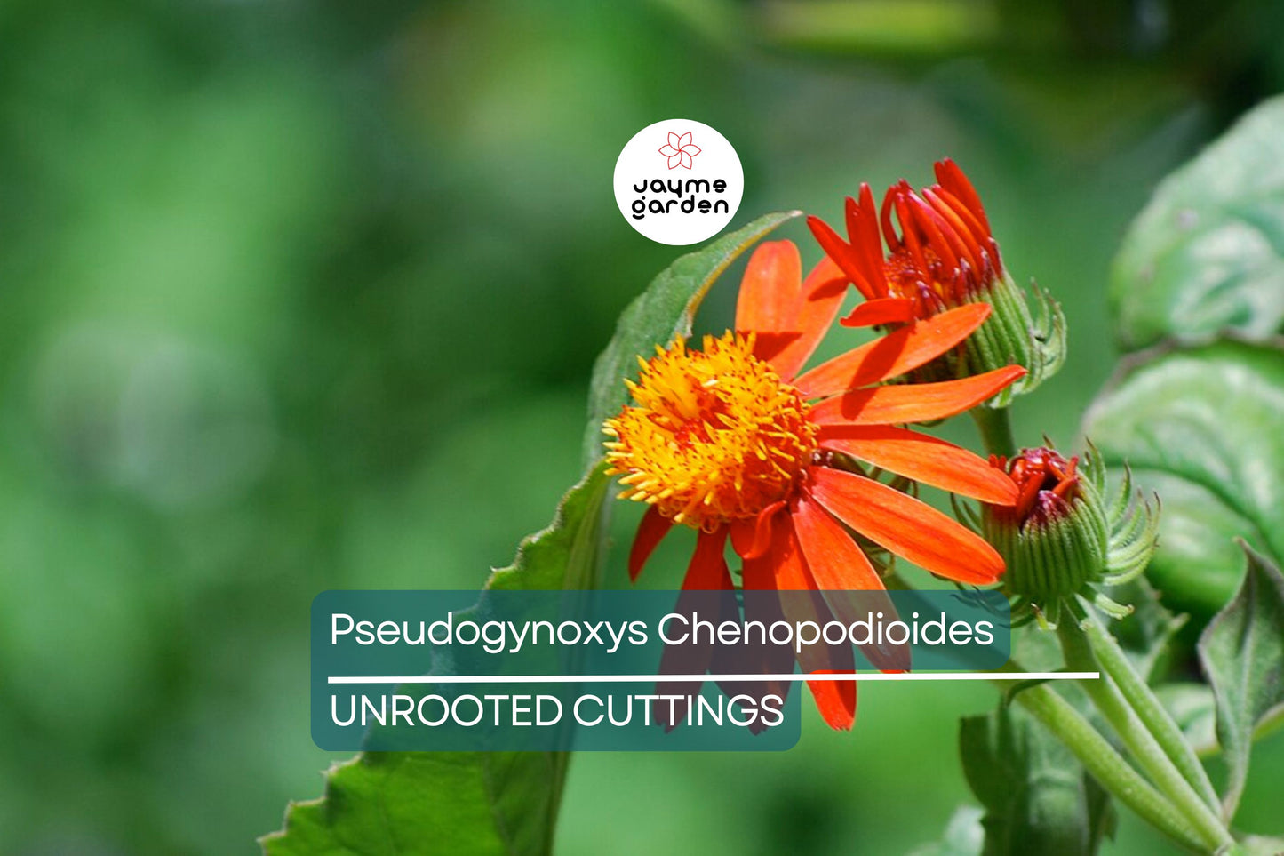 Mexican Flame Vine Cuttings - 10 Live Cuttings, Pseudogynoxys chenopodioides, Orange Flowering Vine