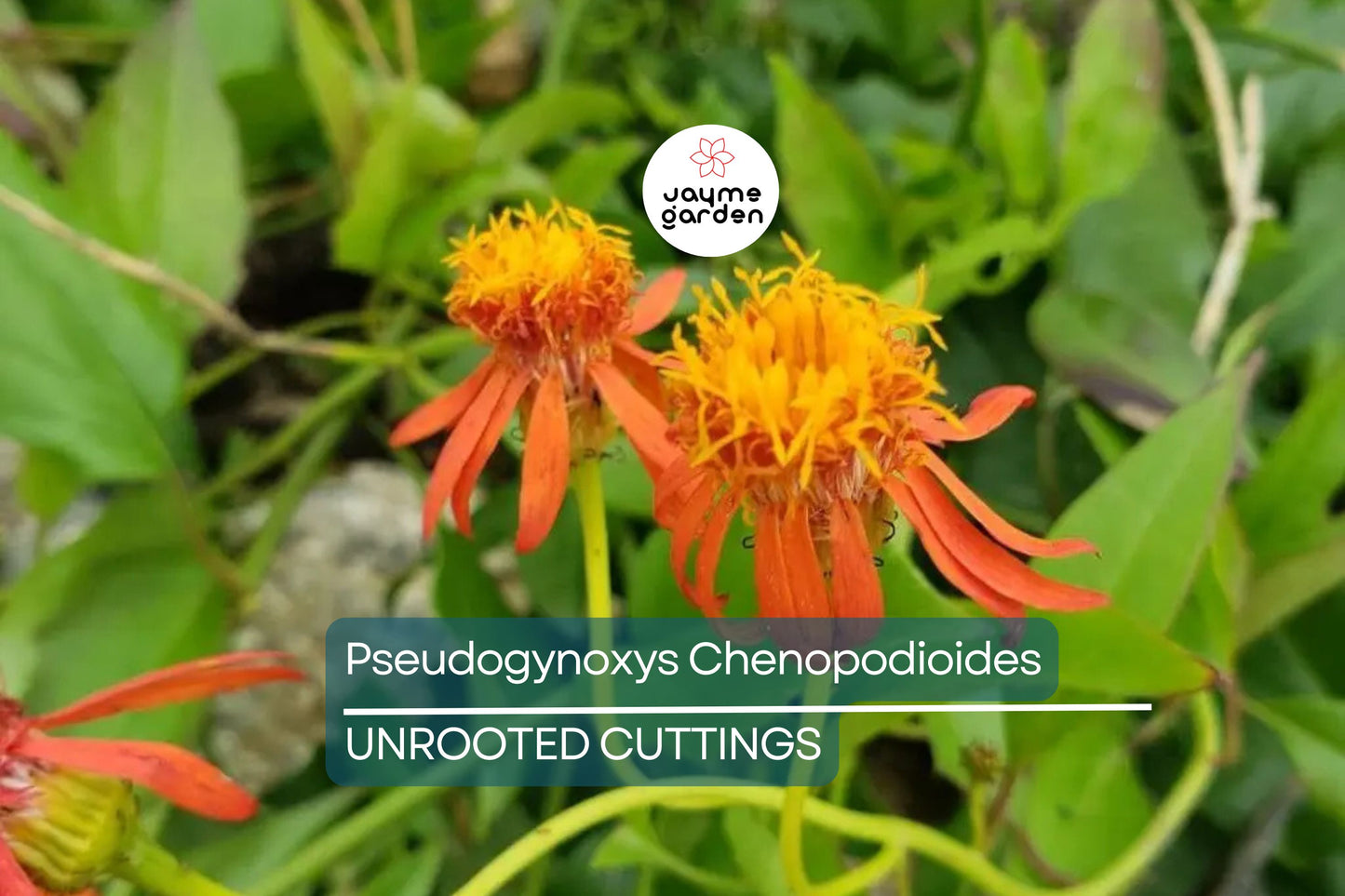 Mexican Flame Vine Cuttings - 10 Live Cuttings, Pseudogynoxys chenopodioides, Orange Flowering Vine