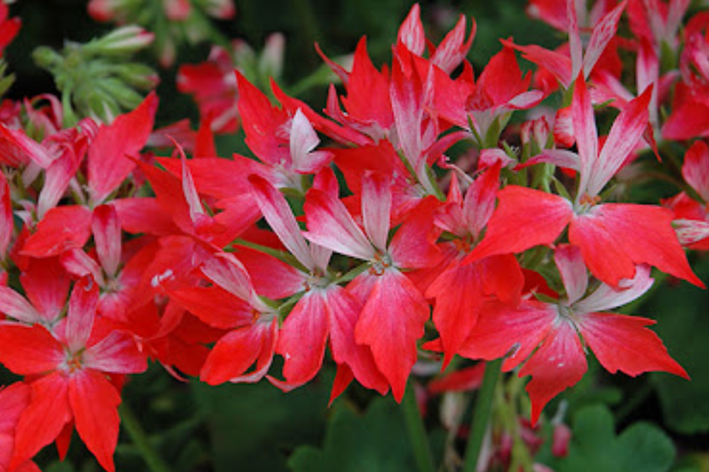 Geranium Pelargonium FIREWORKS - 3 Live 6" Unrooted Cuttings, Climbing Red Blooms