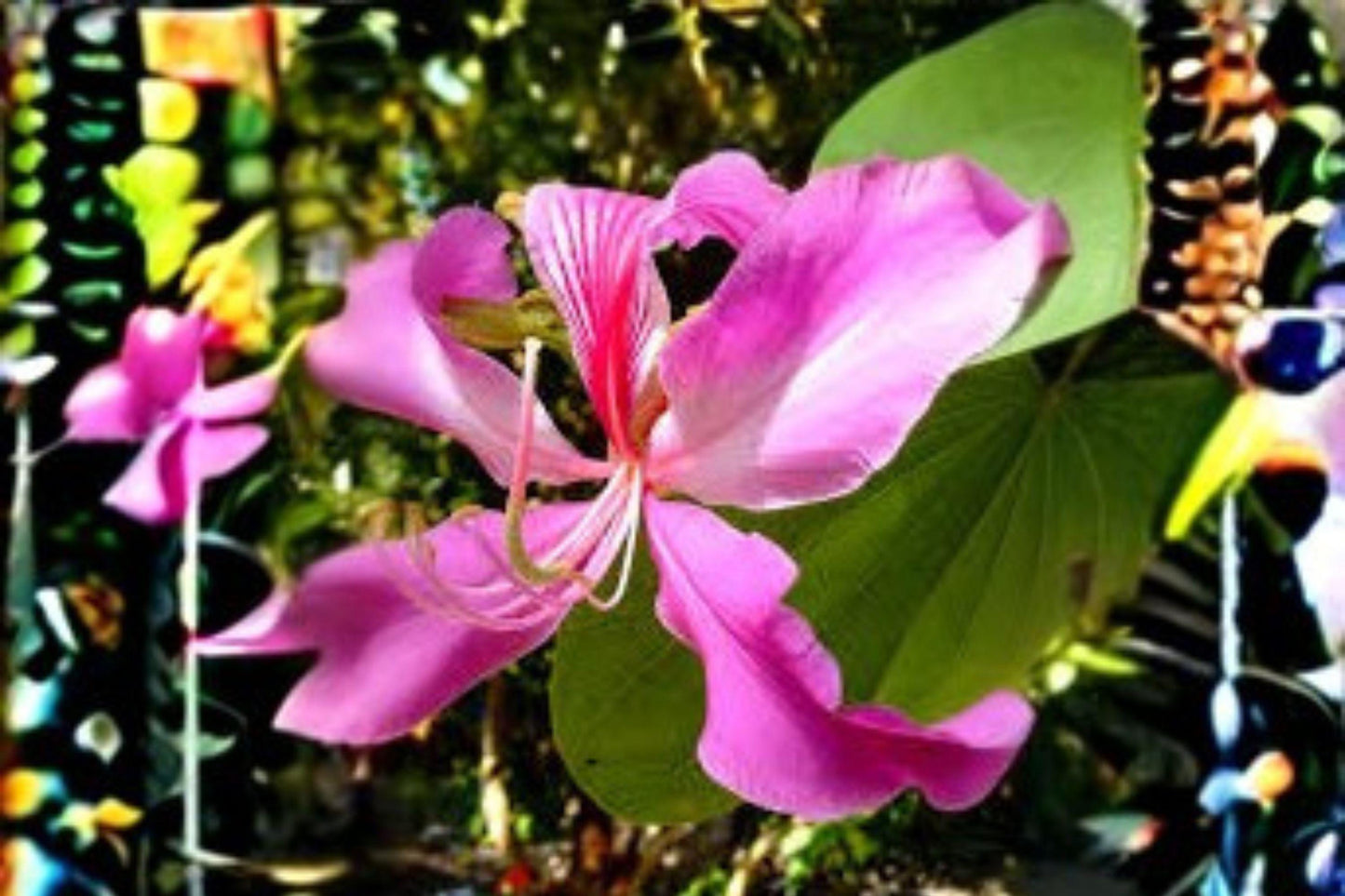 10 Seeds Bauhinia Purpurea | Purple Orchid Tree | Tropical Flowering Tree | Exotic Ornamental Garden Plant