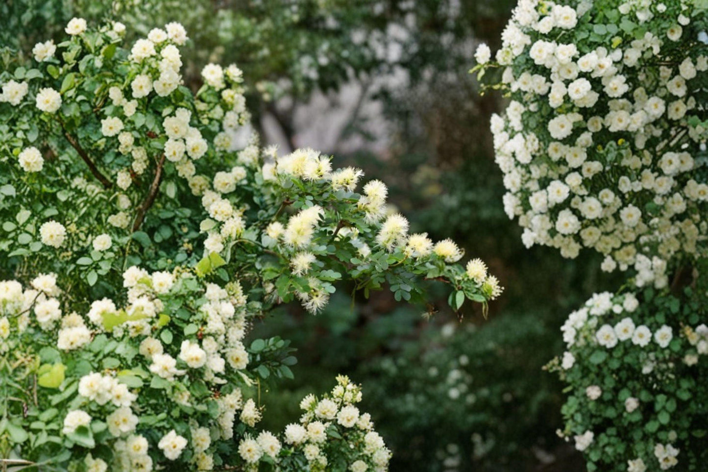 10 Texas Ebony Seeds β Pithecellobium flexicaule β Drought Tolerant Tree β Native Ornamental β Bonsai Potential