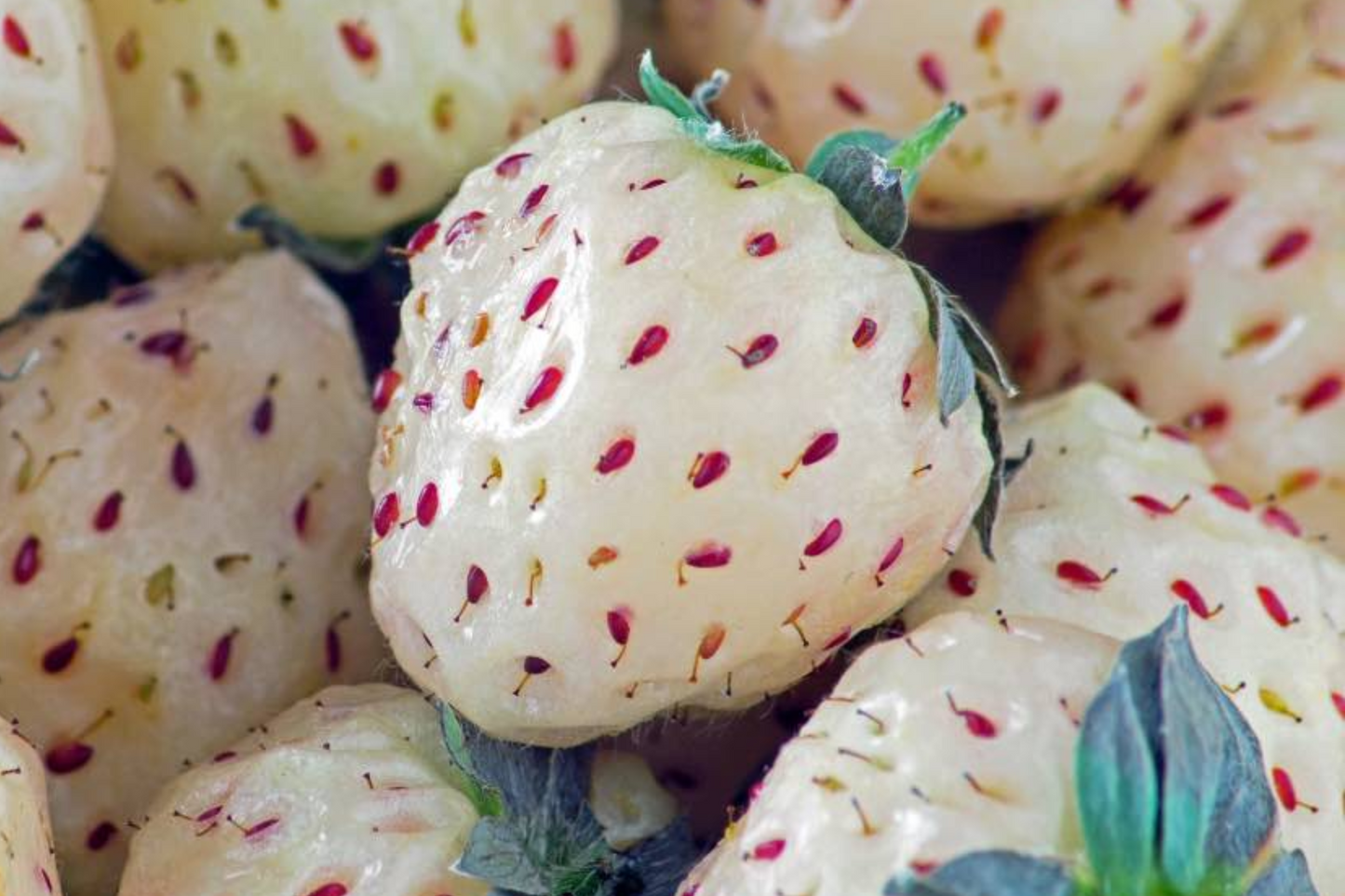 6 Bare Root Pineberry Plants, White Strawberries with Pineapple Taste, Organic, Everbearing, Spring to Fall Harvest