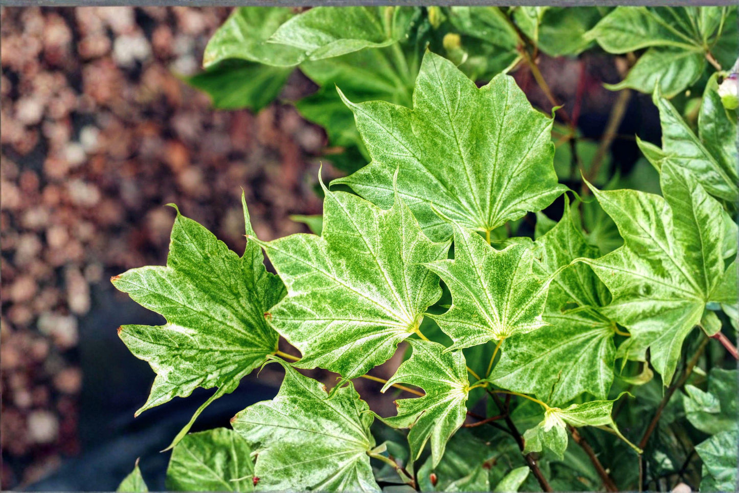 Acer Mono Tree Seeds: Painted Maple, Brilliant Fall Foliage - 10 Seeds