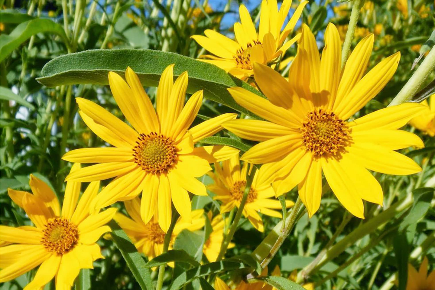 1,000 Maximilian Sunflower Seeds - Non-GMO, , Perennial, Yellow Blooms