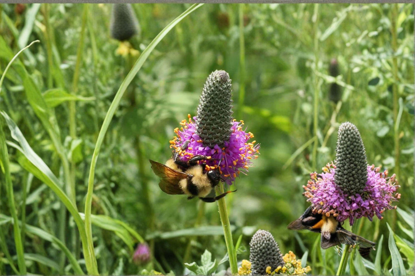 100 Purple Prairie Clover Seeds – Dalea purpurea – Native Legume – Pollinator Plant – Prairie Wildflower