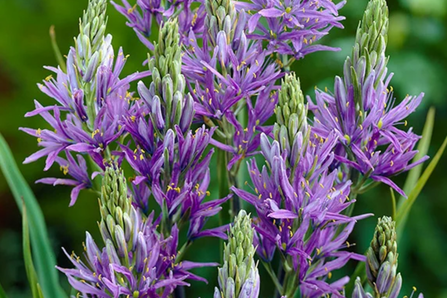 Camassia Quamash Bulbs - 5 Live Flower Bulbs, Deer-Resistant, Lavender-Blue Blooms, USDA Zones 4-8, Easy to Grow