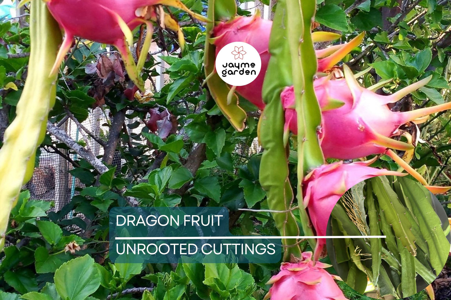 Dragon Fruit Cuttings 8-12 Inches - Random Variety - Red/Yellow/White/Purple/Pink