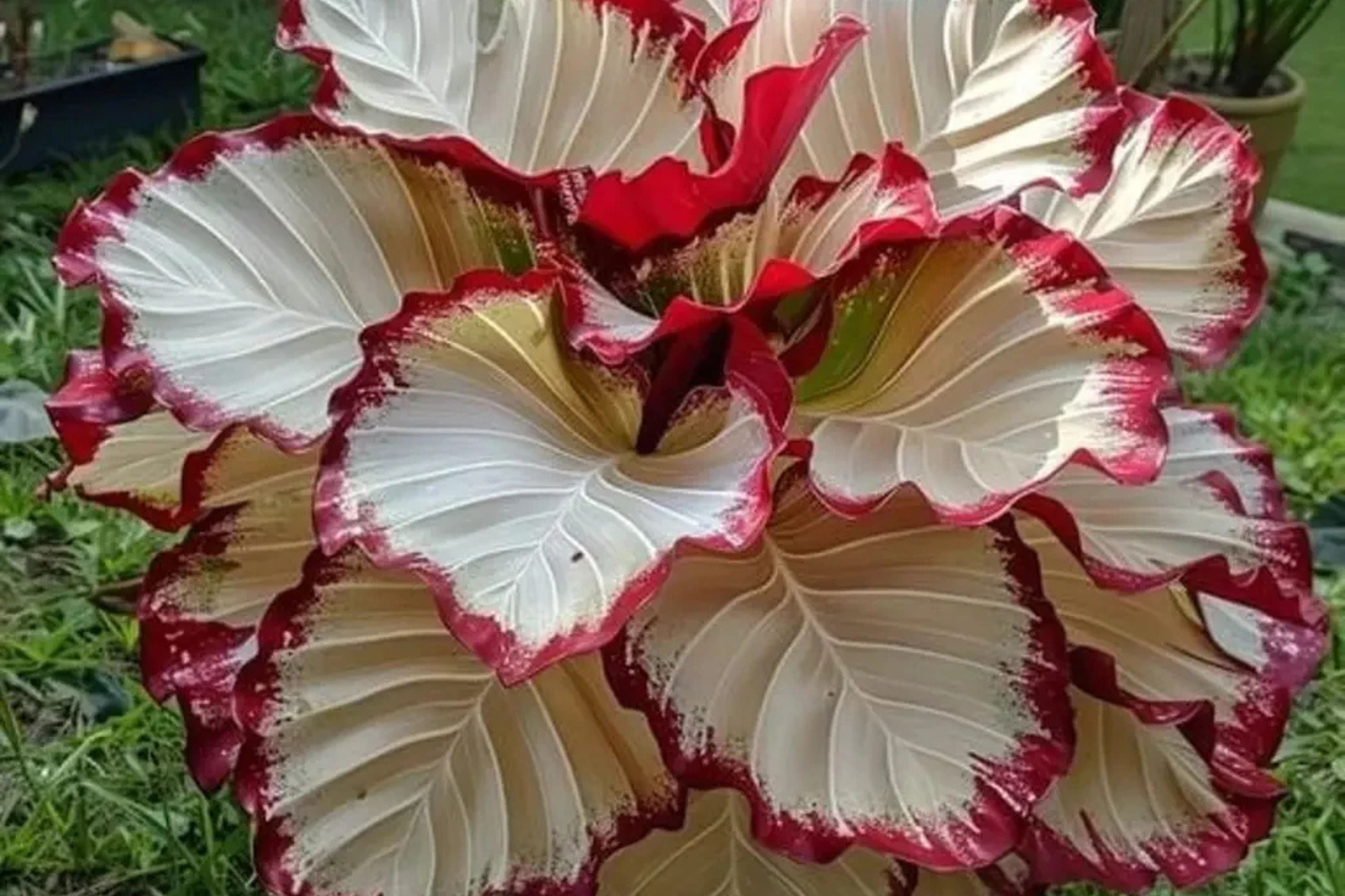 Velvet Flame Calathea Seeds - 25+ Rare Houseplant Seeds - USA Grown