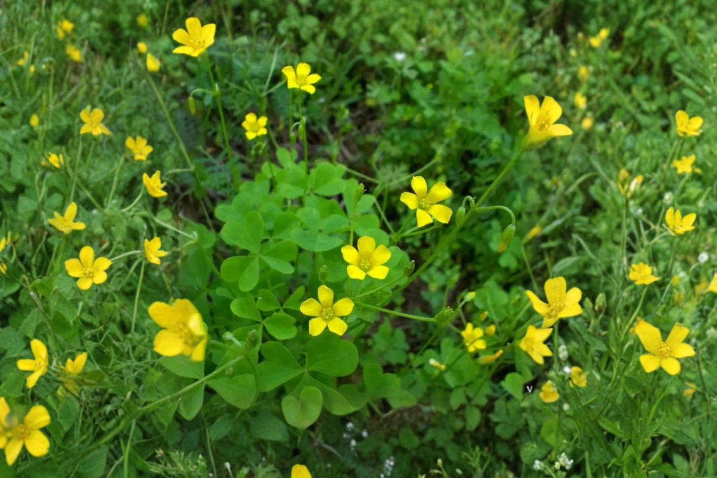 10 Yellow Wood Sorrel Seeds – Oxalis stricta – Lemon Clover Plant
