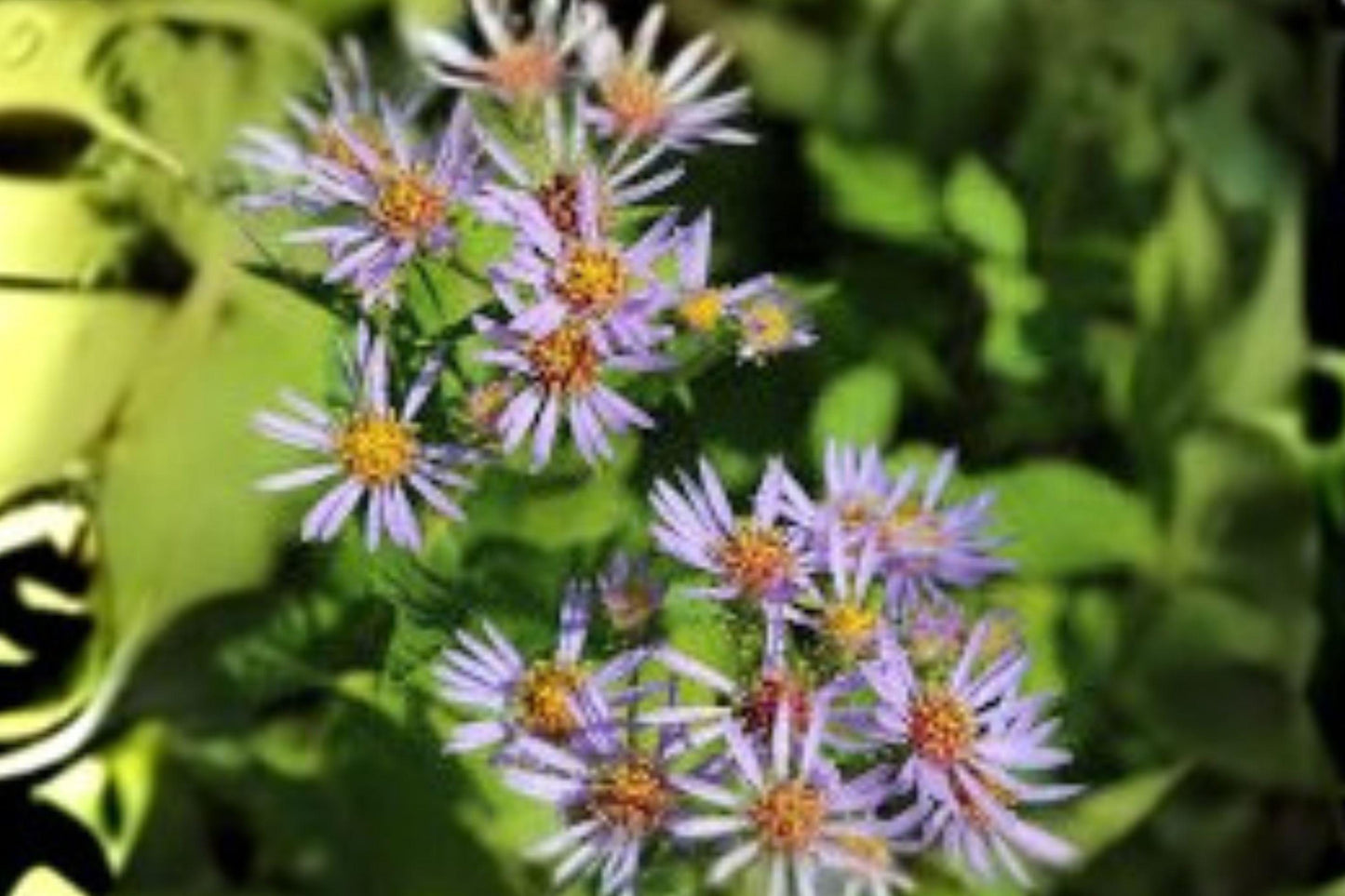 350 Seeds for Planting Symphyotrichum puniceum – Purple-stemmed Aster, Native Pollinator Wildflower