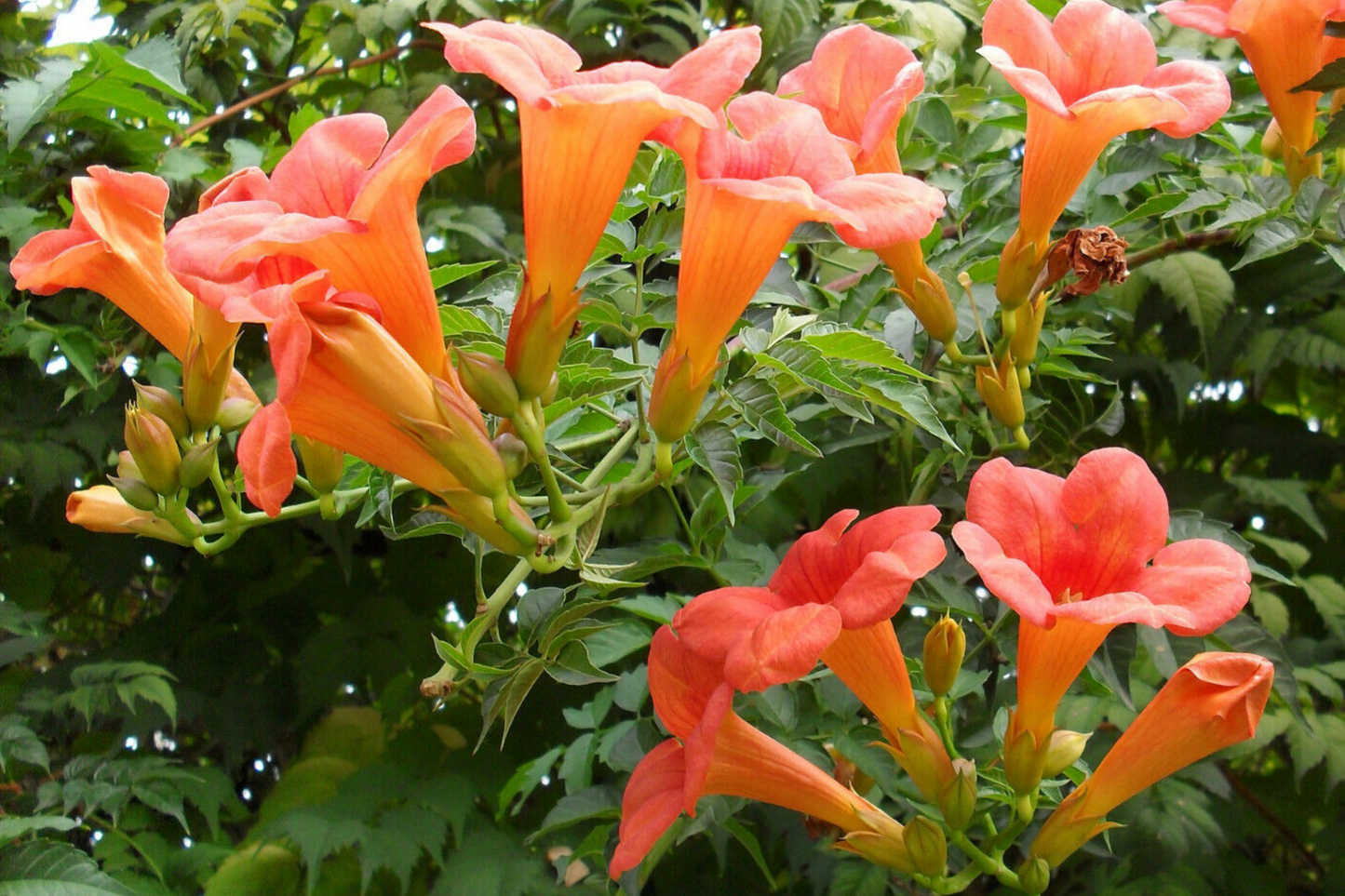 100+ Trumpet Creeper Vine Seeds - 40Ft Perennial Campsis Radicans USA Seller