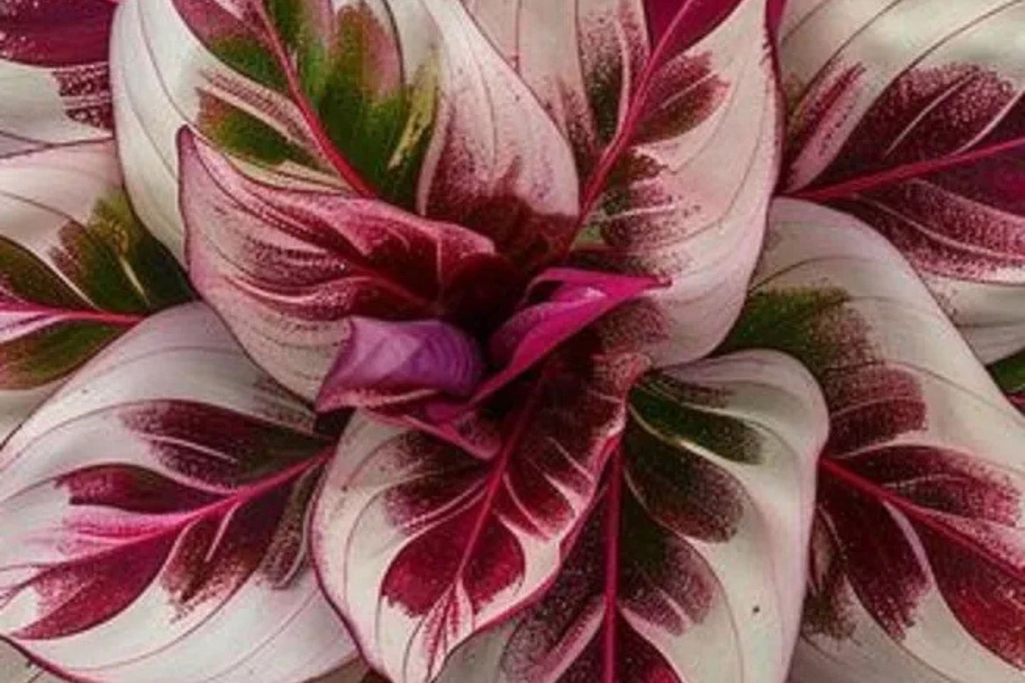 Velvet Flame Calathea Seeds - 25+ Rare Houseplant Seeds - USA Grown - - Tropical Foliage - Indoor Jungle - Easy Care