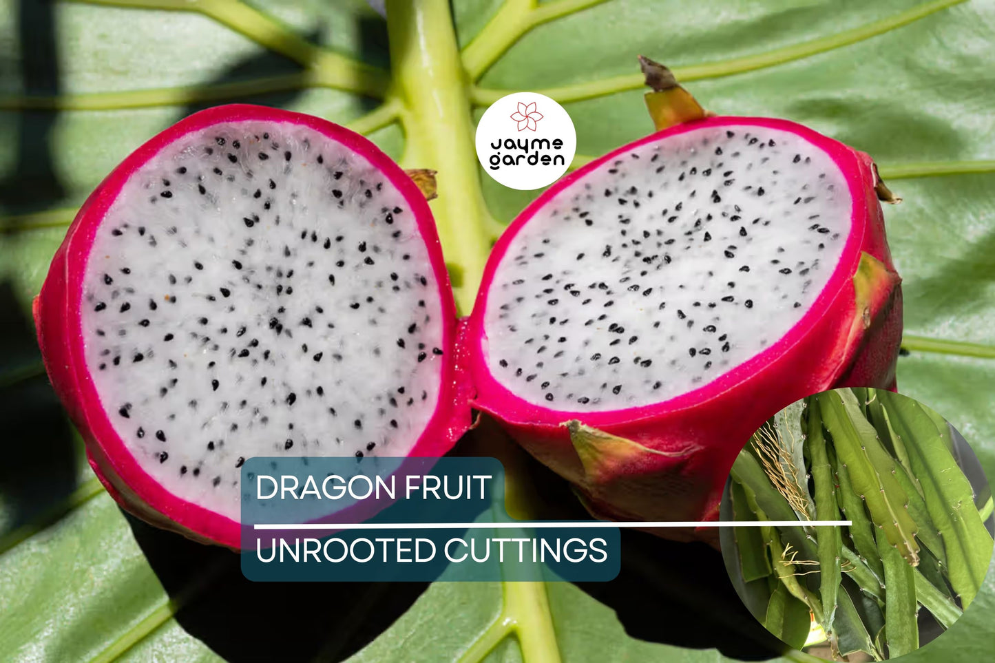 Dragon Fruit Cuttings 8-12 Inches - Random Variety - Red/Yellow/White/Purple/Pink