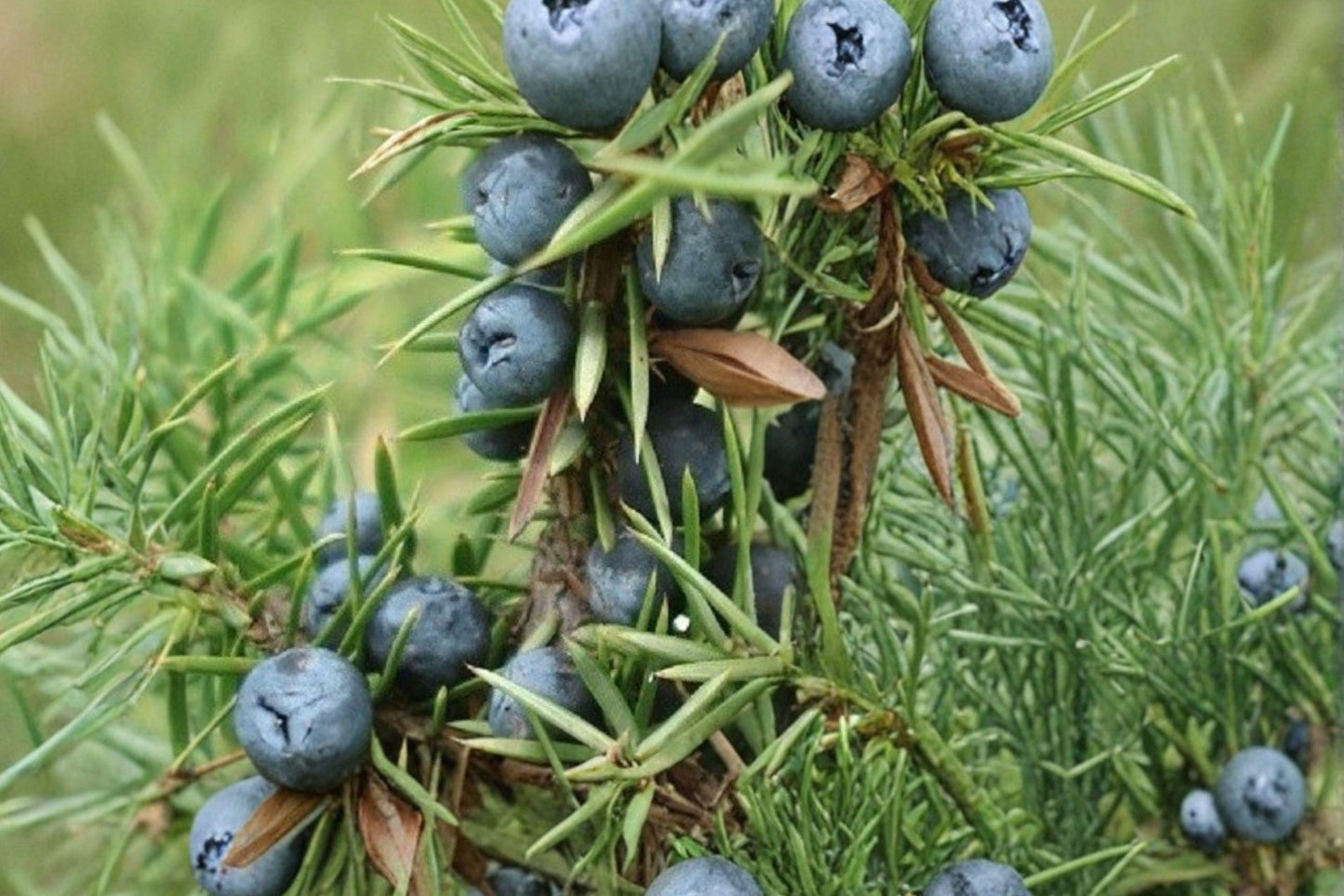 25 Common Juniper Seeds – Juniperus communis – Evergreen Shrub – Bonsai Tree Seeds