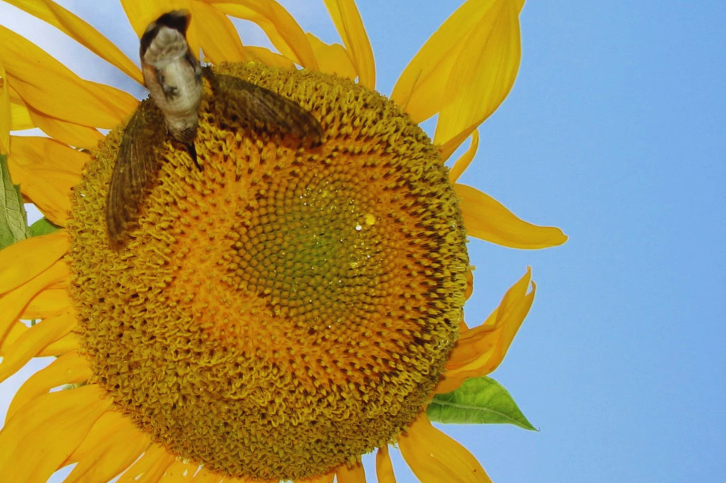 Black Oil Sunflower Seeds for Planting | Non-GMO | Attract Pollinators | Helianthus annuus