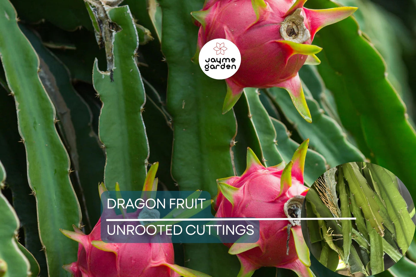 Dragon Fruit Cuttings 8-12 Inches - Random Variety - Red/Yellow/White/Purple/Pink