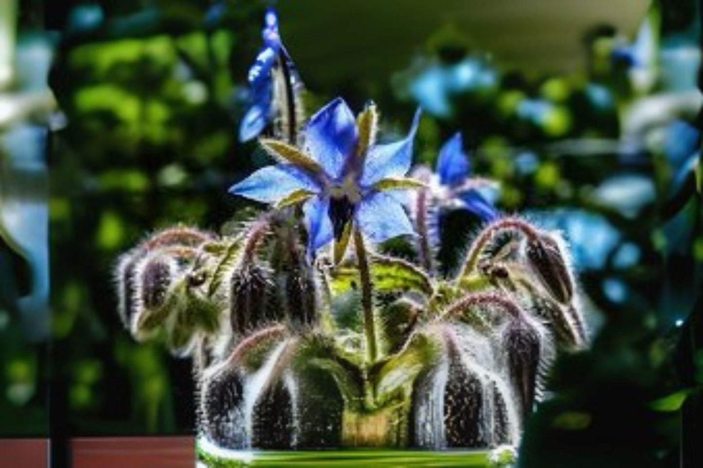 40 Seeds Borage Herb | Non-GMO Heirloom | Edible Blue Flower & Pollinator Garden Plant