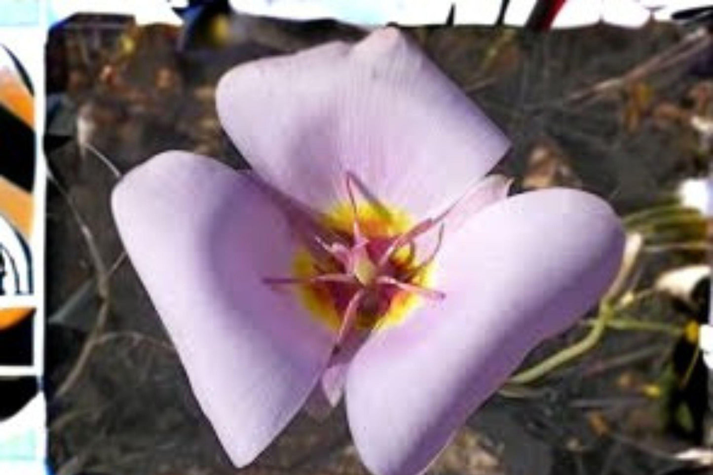 30 Seeds for Planting Calochortus flexuosus – Winding Mariposa Lily, Desert Wildflower with Pink-Purple Blooms