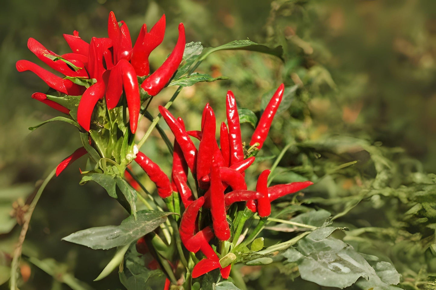 30 Seeds Thai Hot Pepper – Capsicum frutescens – Spicy Chili for Stir-Fries, Curries & Container Gardening