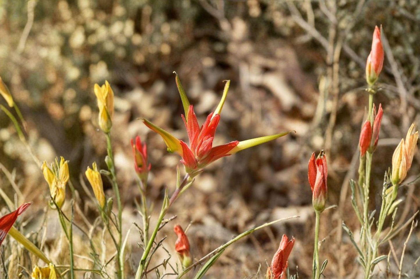 300 Seeds for Planting Castilleja linariifolia β Wyoming Indian Paintbrush, Split-Leaf Orange Red Wildflower