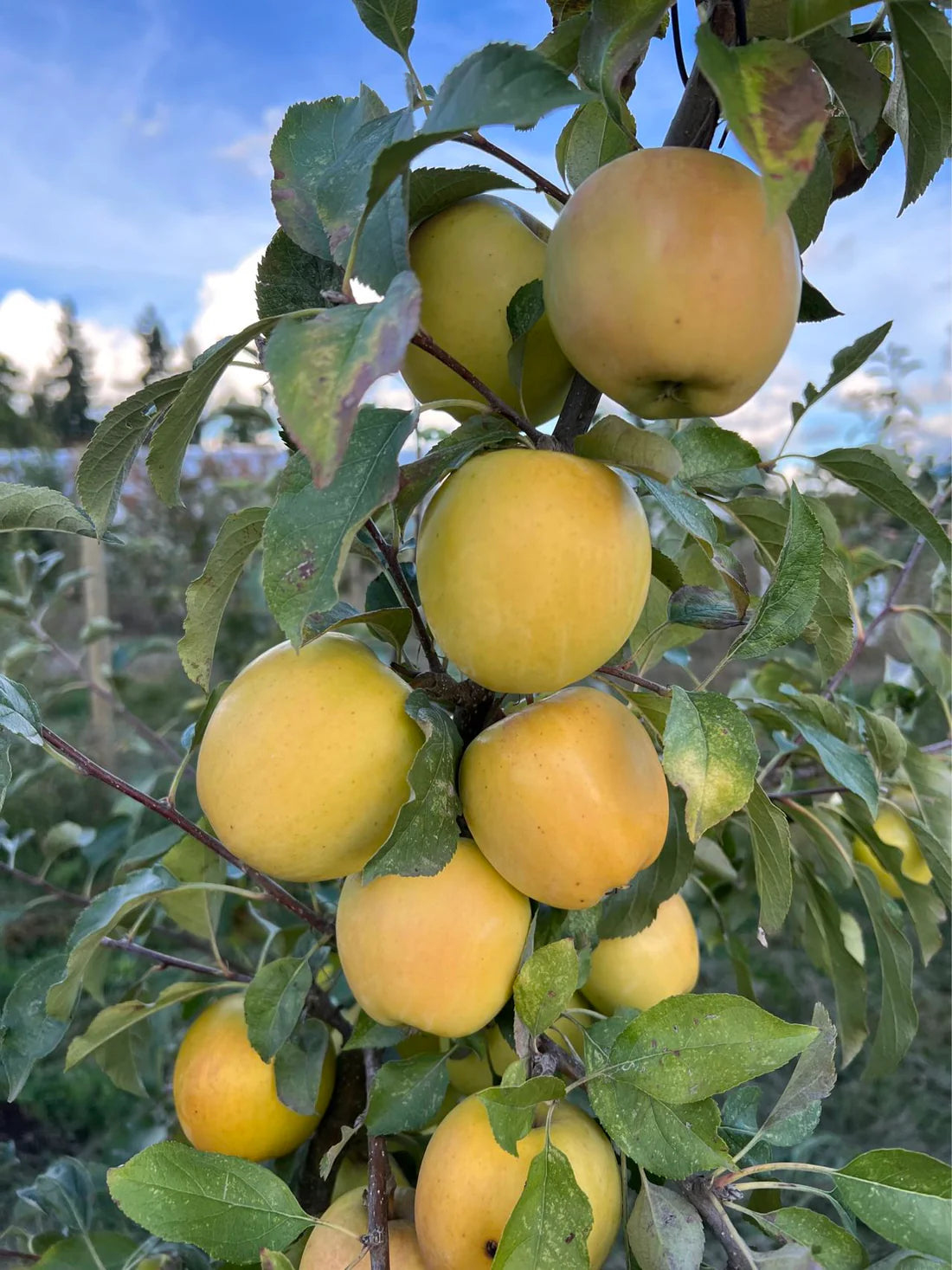Japanese Yellow Apple Cutting (Malus domestica) – 6–8” Unrooted Cutting for Rooting, Propagation, or Grafting – Rare Golden Apple Variety