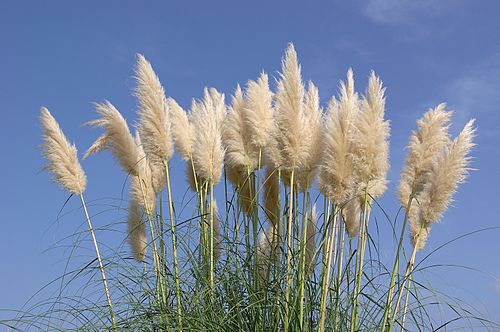 4 Pampas Grass Bare Root Starter Plants (4ā8ā) ā Cortaderia selloana, Tall Ornamental Grass, Hardy Landscape Accent