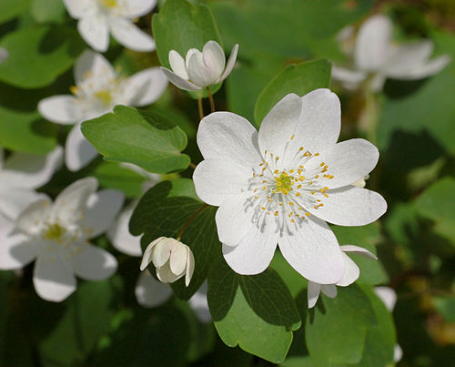 3 Rue Anemone (Anemonella thalictroides) Bare Root Plants | Windflower Mix | Native Woodland Perennial | Spring Shade Blooms