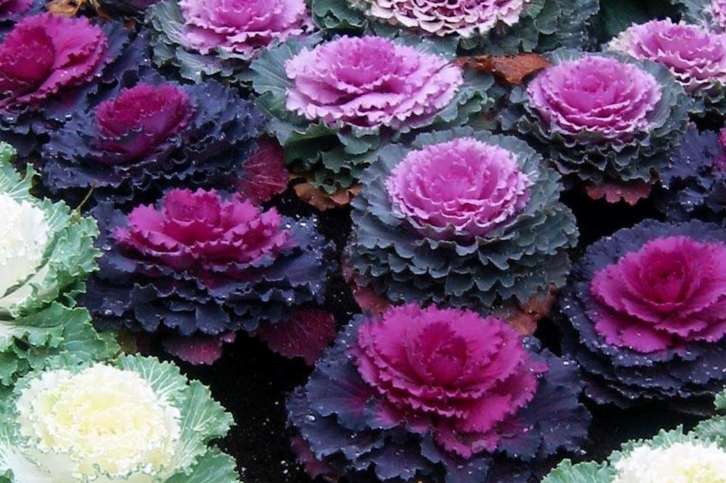 50 Ornamental Kale Seeds - Non-GMO Heirloom, , Decorative Garnish