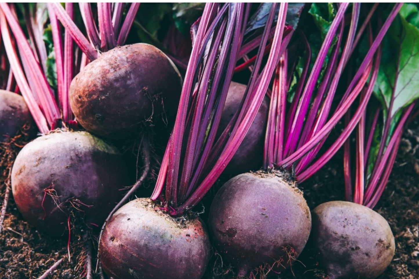 250 Detroit Dark Red Beet Seeds - Non-GMO Heirloom | Sweet & Nutritious Roots and Greens | Full Sun |
