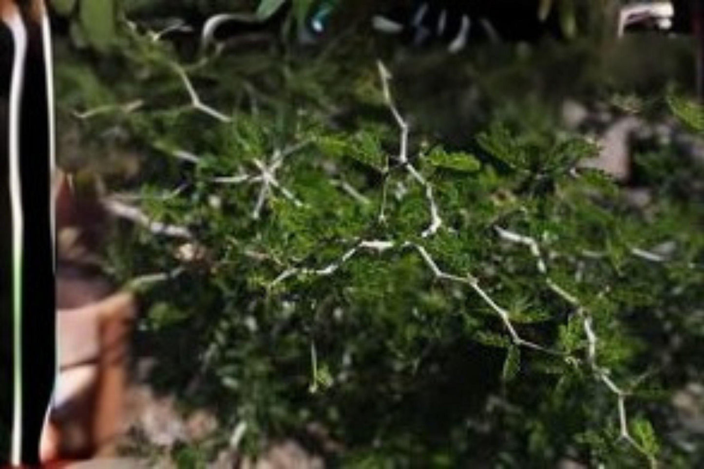 10 Texas Ebony Seeds: Fragrant Bonsai Tree, Hardy Shade Plant