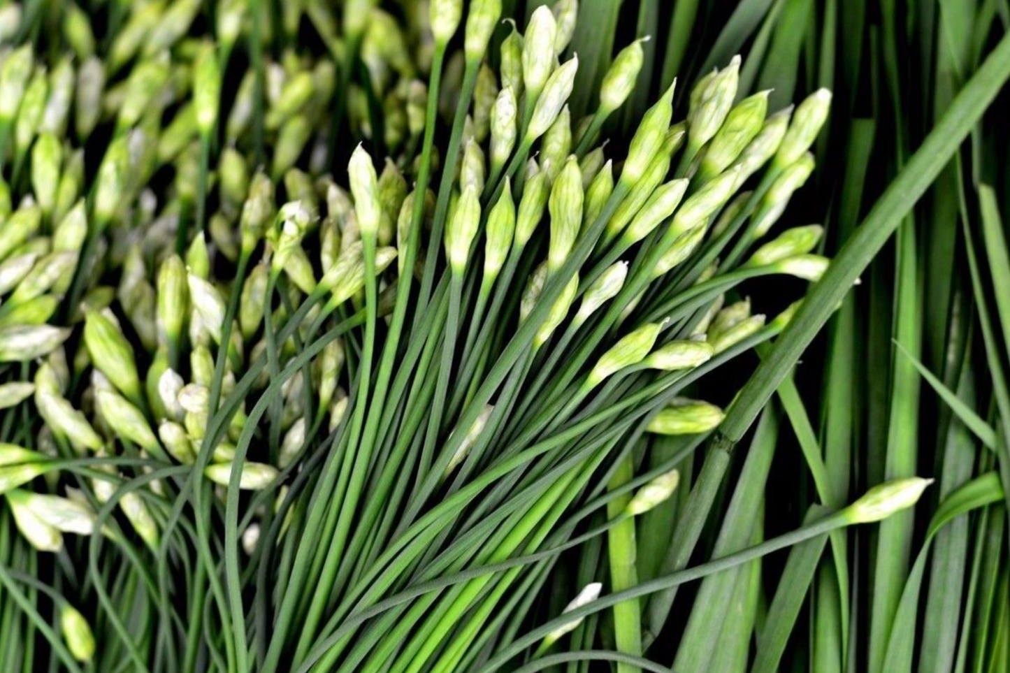 400 Garlic Chives Seeds - Non-GMO, Perennial Herb, Culinary & Ornamental | USA Seller,