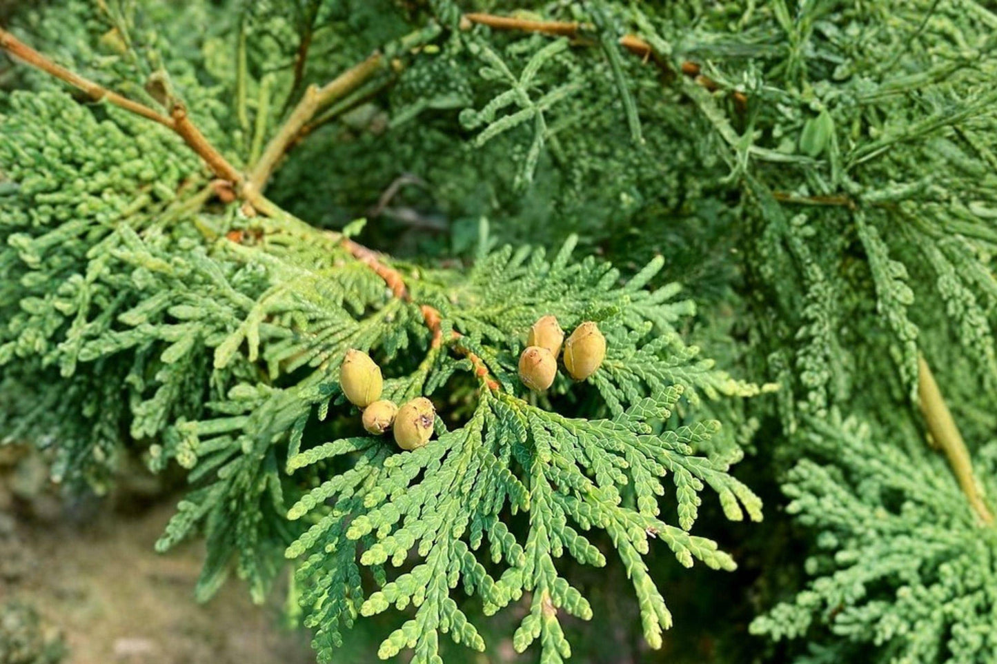 50 Eastern Arborvitae Seeds – Thuja occidentalis – Northern White Cedar – Evergreen Tree