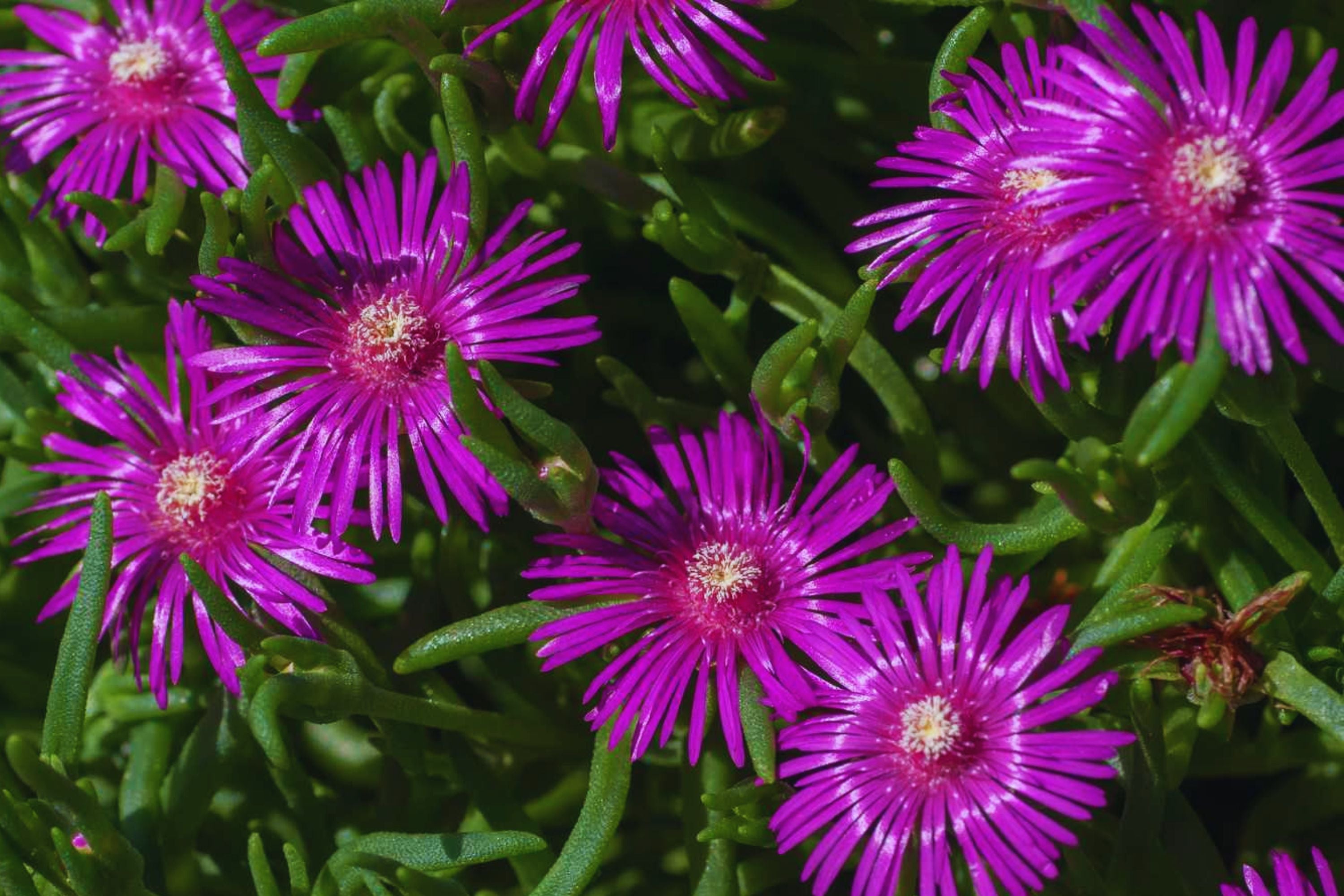 ice plant ground cover seeds Ice Plant Ground Cover Seeds - Color Mix | Fresh Garden Seeds