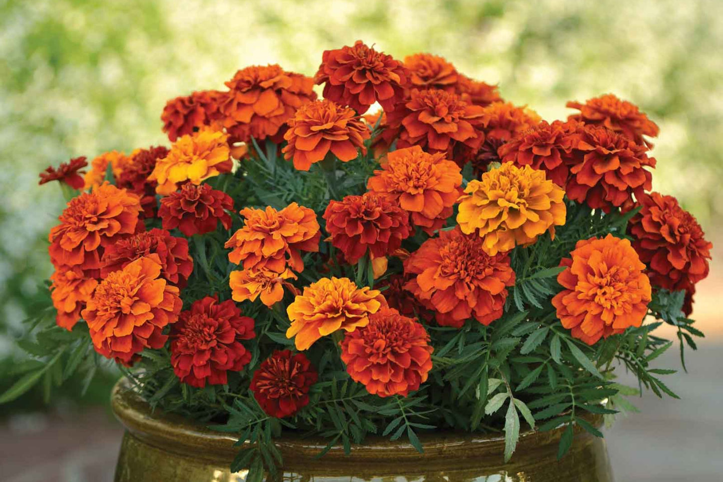 French Fireball Marigold Seeds - 25+ Bi-Color Blooms - USA Grown - - Pest Repellent - Butterfly Magnet - Easy to Grow