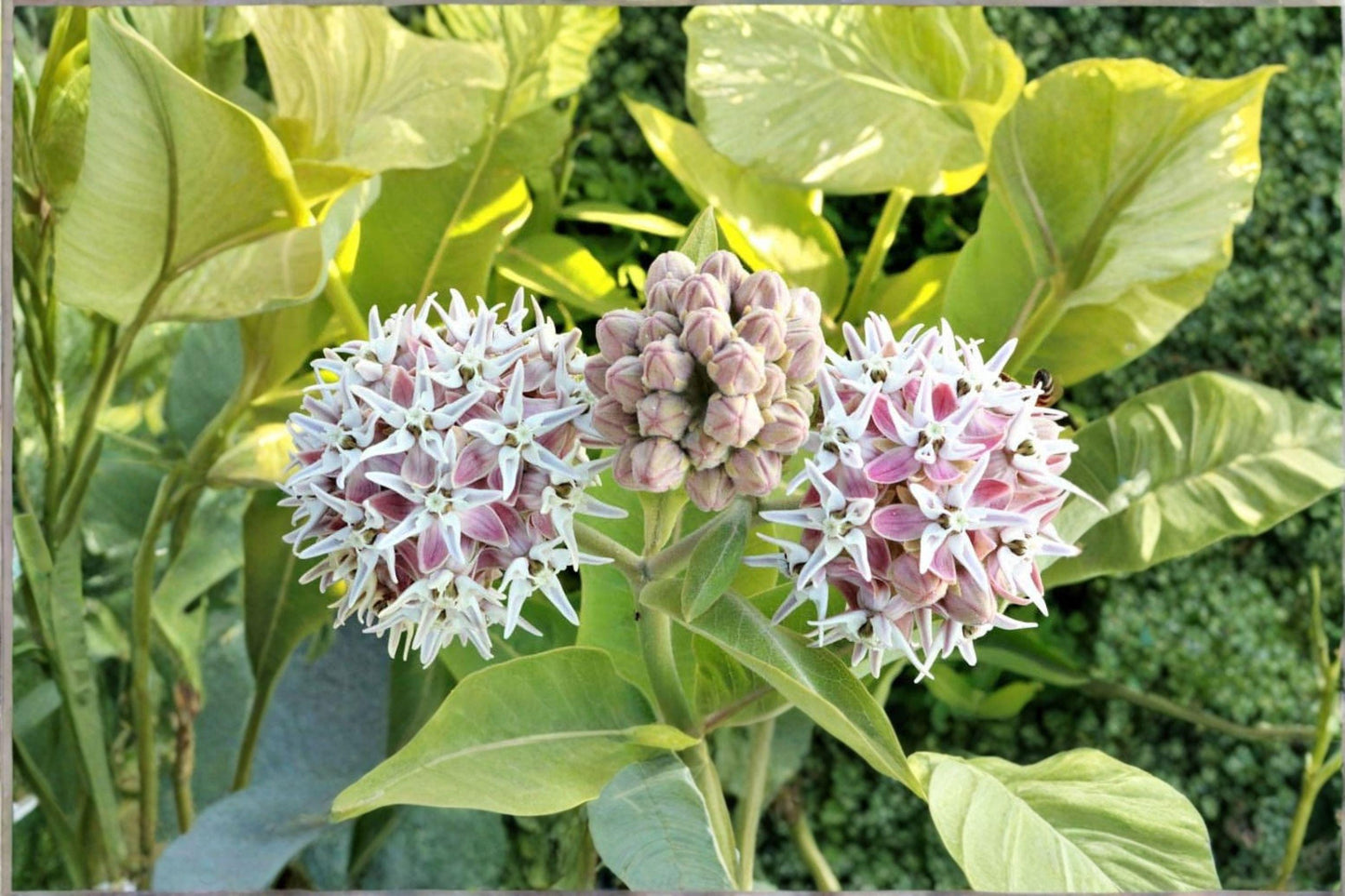 15 Showy Milkweed Seeds – Asclepias speciosa – Monarch Butterfly Host Plant