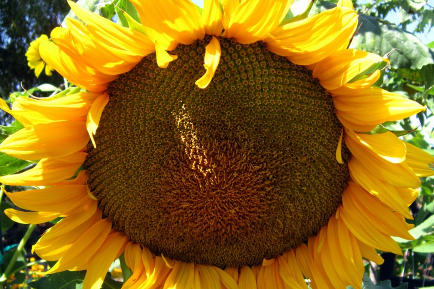 30 Giant Mongolian Sunflower Seeds - Non-GMO, Huge 18" Blooms, 14ft Tall | USA Seller,