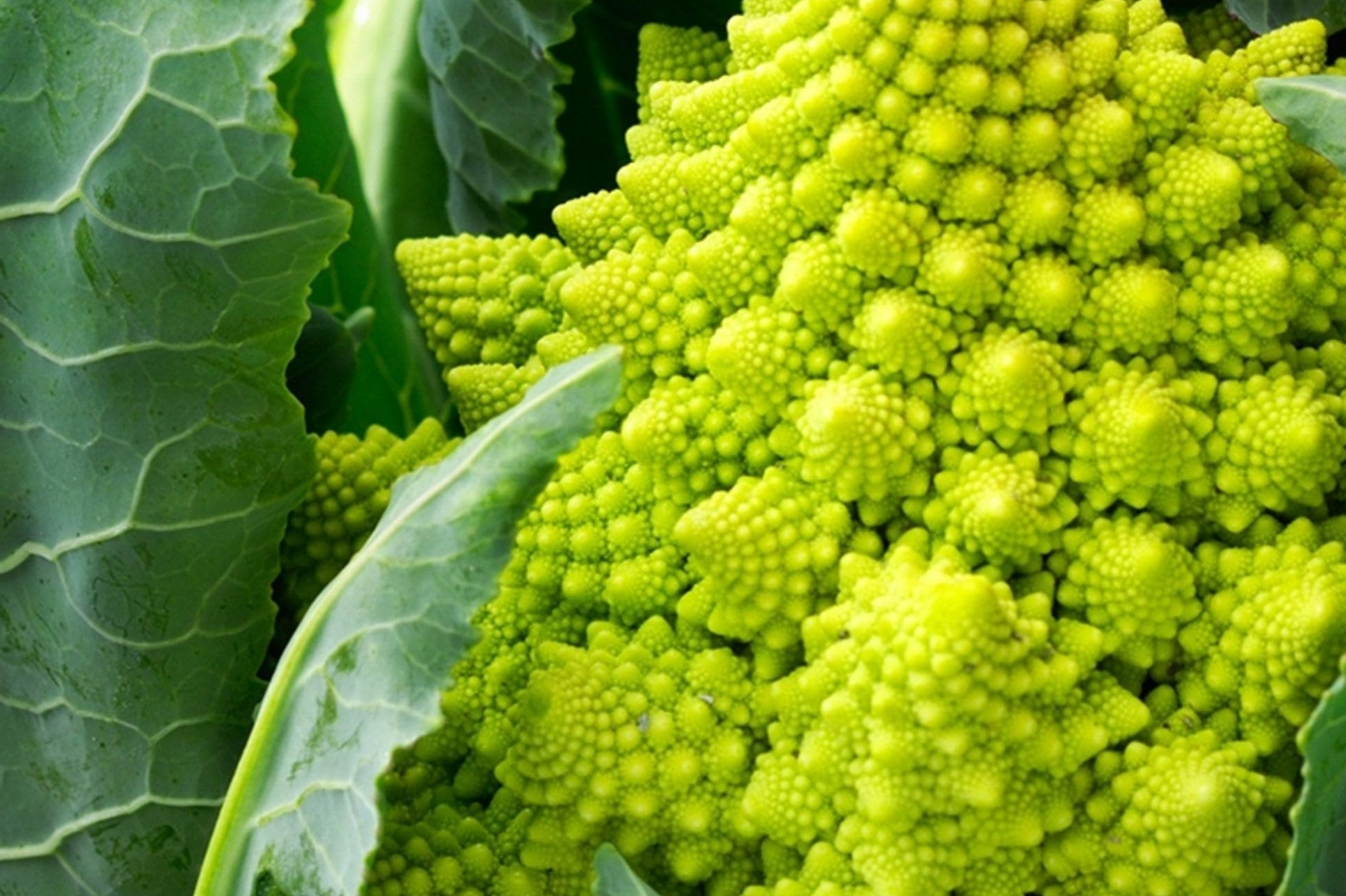 1,000 Romanesco Broccoli Seeds - Non-GMO Heirloom, Unique Fractal Shape, USA Seller,