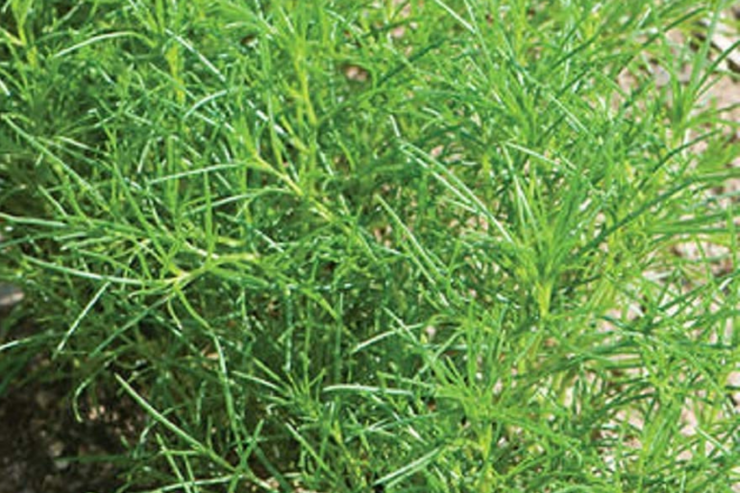 200 Saltwort Herb Seeds - Non-GMO, Traditional Japanese Culinary Herb, USA Seller,