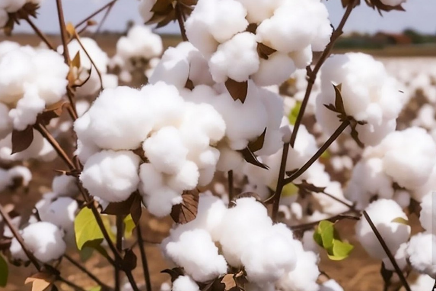 38 White Cotton Seeds - Gossypium - Non-GMO USA Seller, Best Price, Spring/Fall Bloom