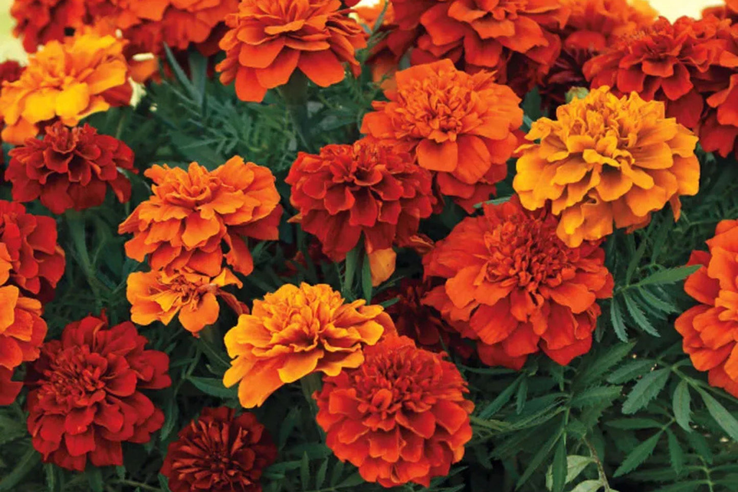 French Fireball Marigold Seeds - 25+ Bi-Color Blooms - USA Grown - - Pest Repellent - Butterfly Magnet - Easy to Grow