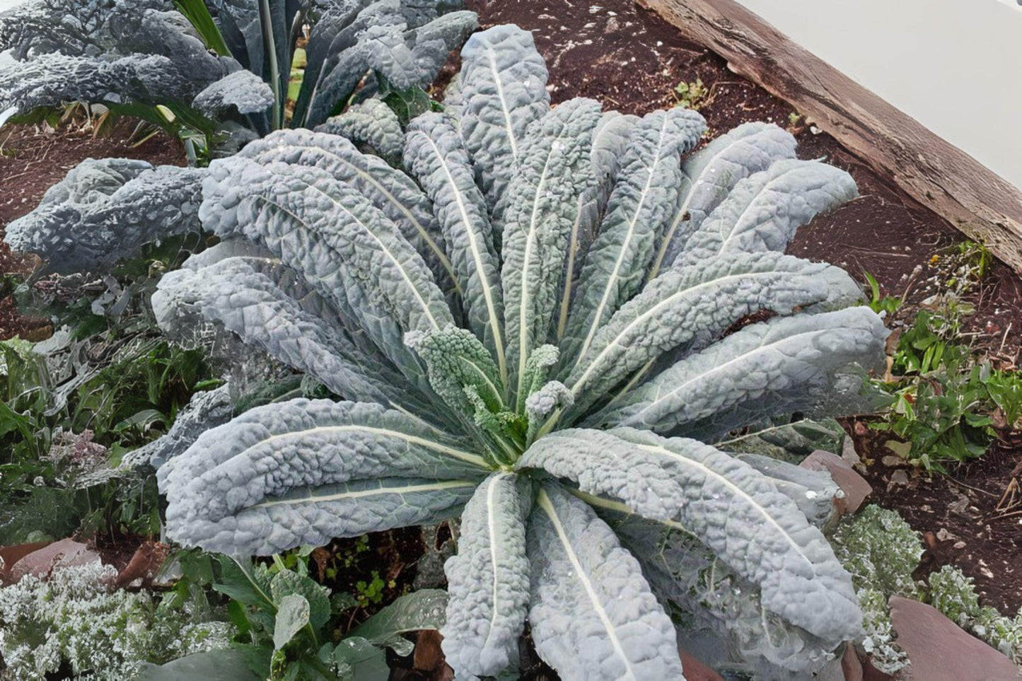 250 Lacinato Kale Seeds: Heirloom Dinosaur Kale, Home Garden Growing