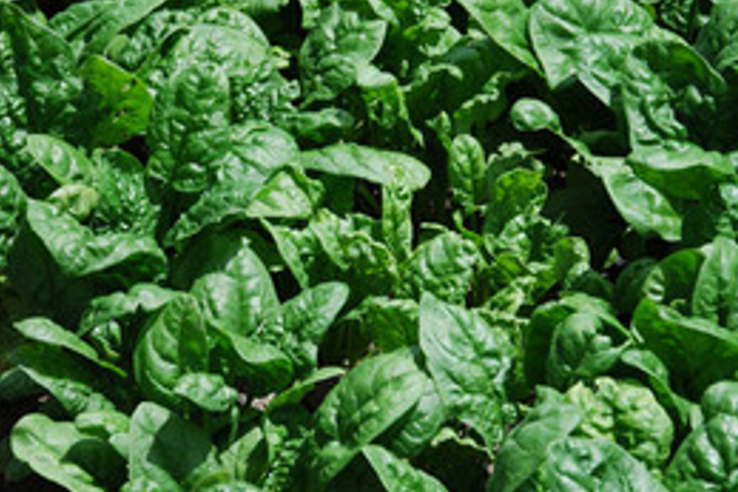 500 Giant Noble Spinach Seeds | Non-GMO Heirloom | Long-Standing Variety