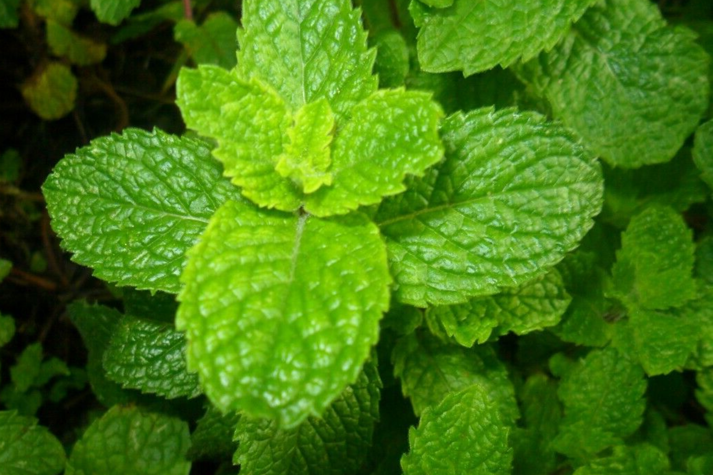 2500 Spearmint Seeds | Mentha spicata | Non-GMO Herb for Tea, Culinary & Medicinal Use